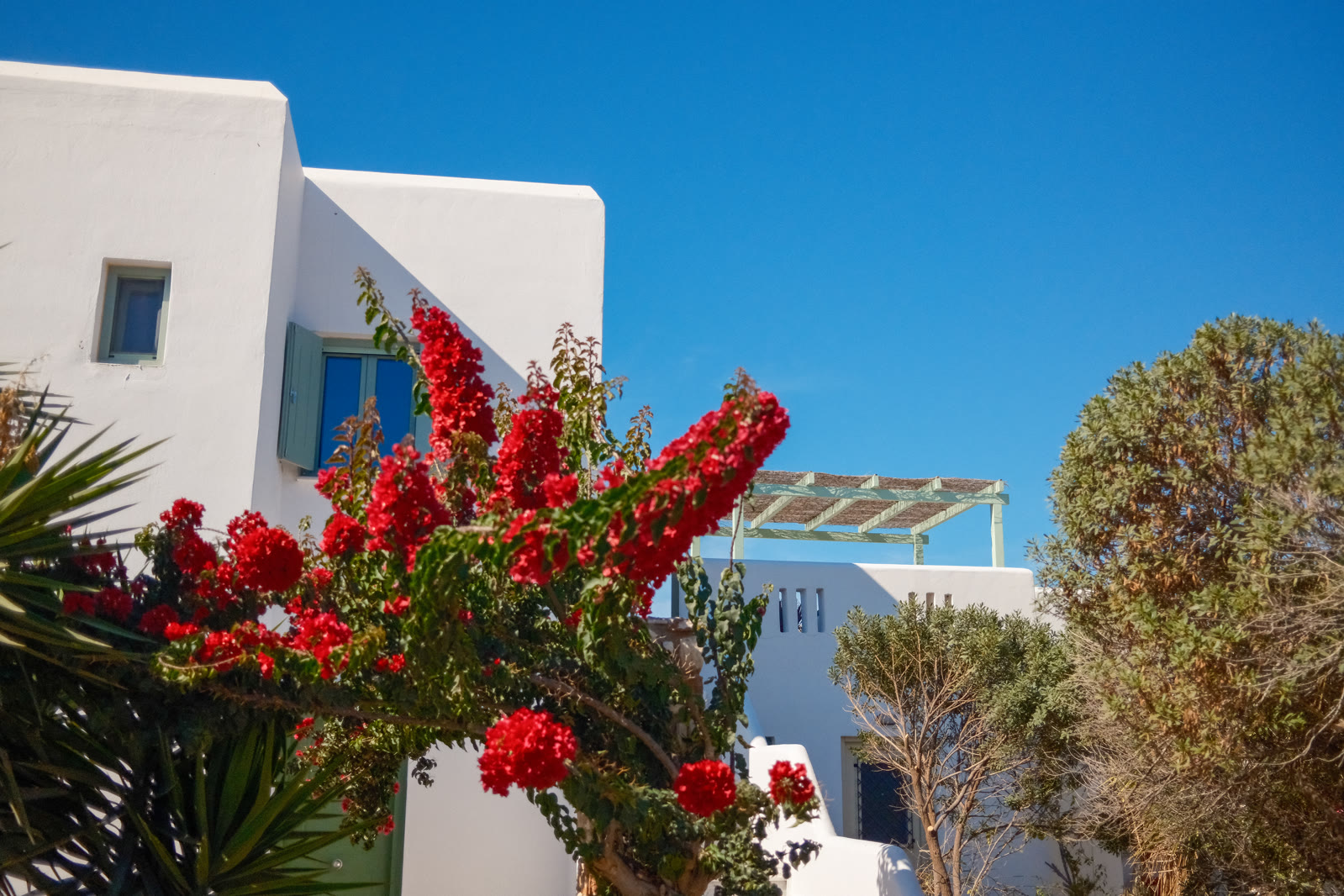 The whitewashed entrance and green pergola framed by red bougainvillea